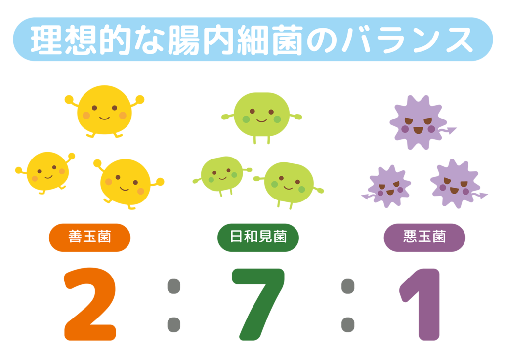 腸内フローラの菌の割合