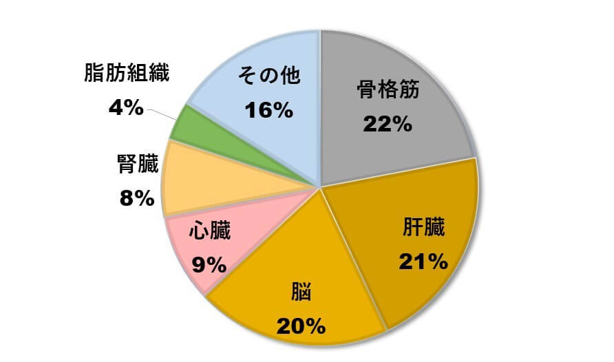 基礎代謝の内訳