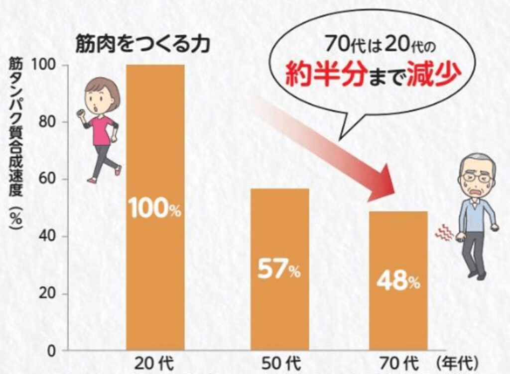 年齢と筋肉の合成スピード